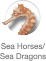 Sea Horses/Sea Dragons